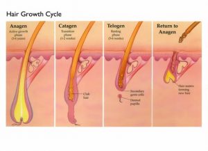 hair growth cycle